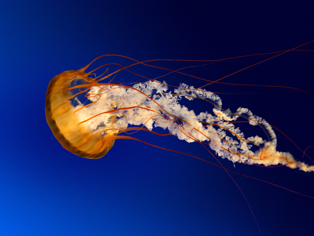 IMAGE_MEDIUM_Jellyfish.jpg